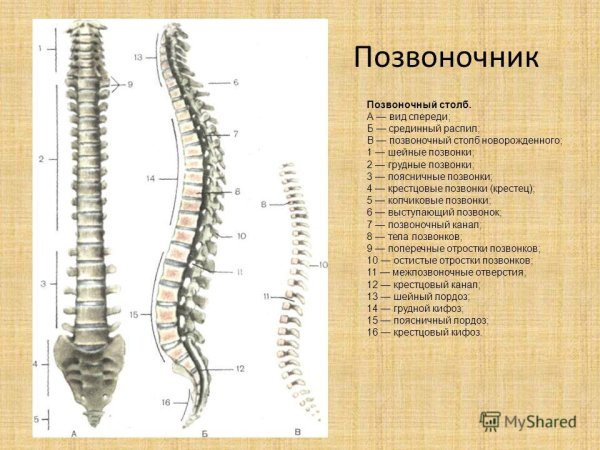 Строение позвоночника человека сбоку