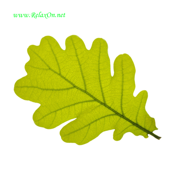 Листья карандашом