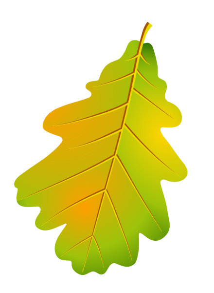 Ветка дуба с желудями