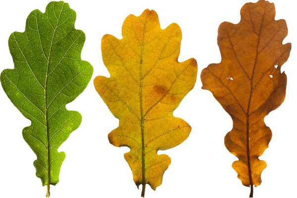 Лист дуба раскраска