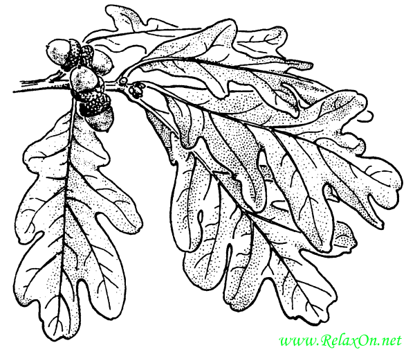 Лист дуба трафарет