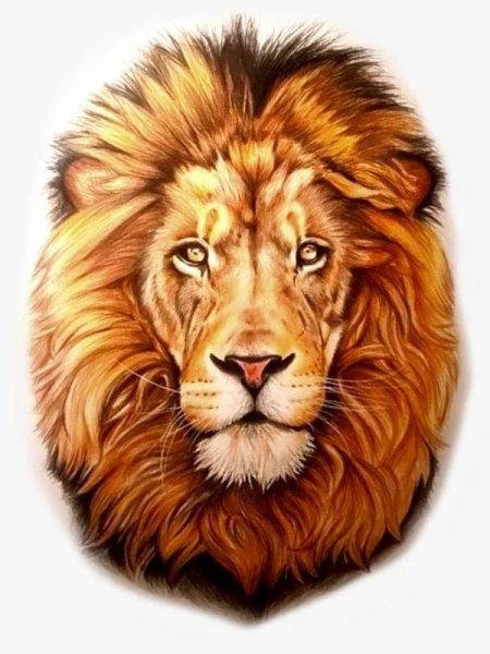 Морда Льва эскиз