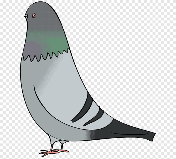 Голуби мультяшные