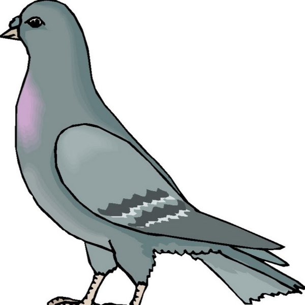 Голубь мультяшный