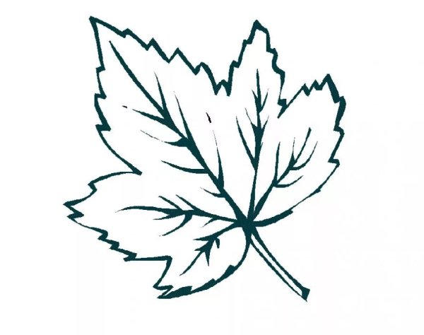 Кленовый лист раскраска