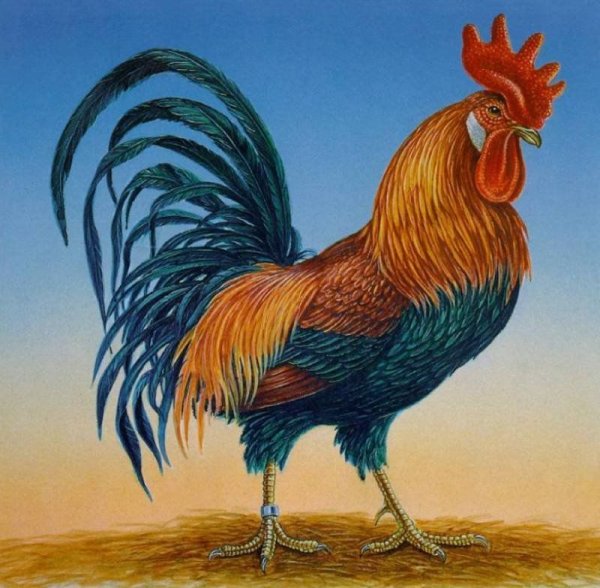 Красивый сказочный петушок