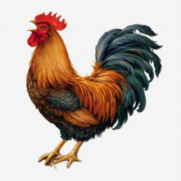Петух на белом фоне
