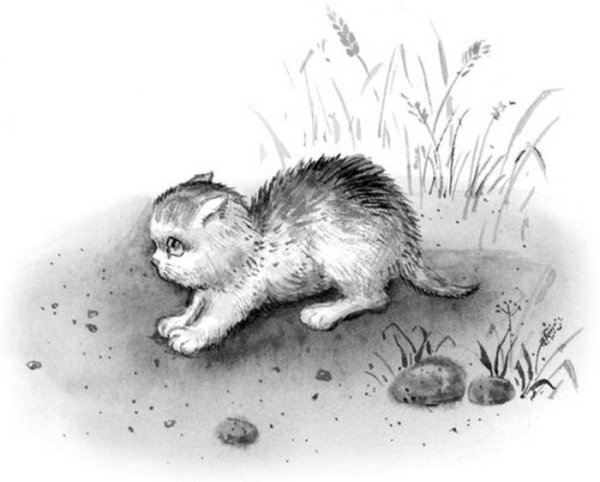 Иллюстрации к рассказу котенок л.Толстого