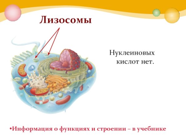Лизосомы строение рисунок