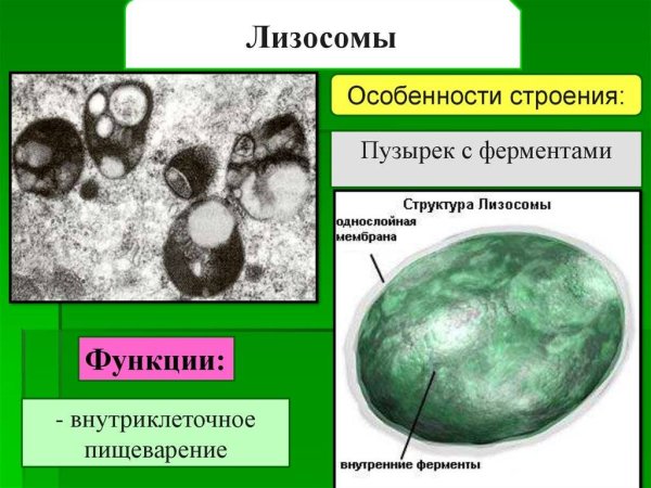Строение органоида лизосомы