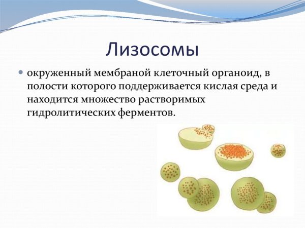 Строение первичной лизосомы