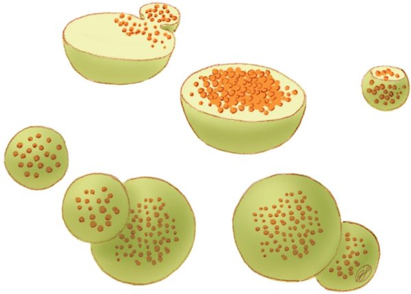 Строение растительной клетки лизосомы