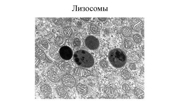 Строение лизосомов