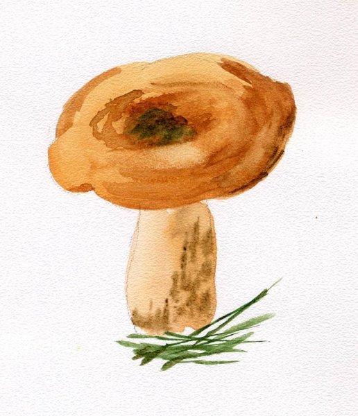 Гриб сморчок и гриб Рыжик