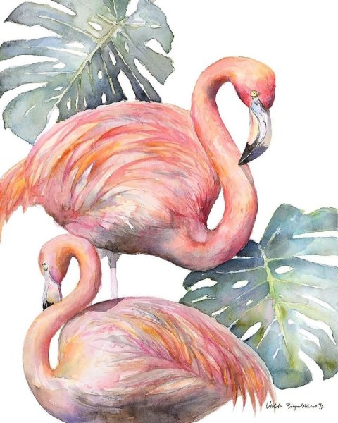 Николас Фламинго