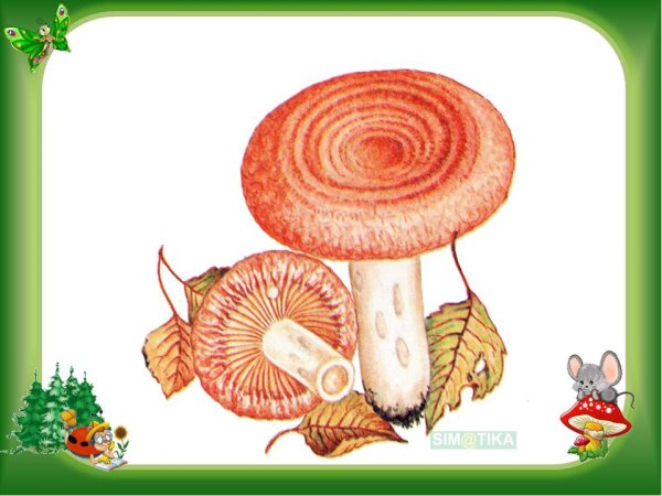 Гриб волнушка для детей