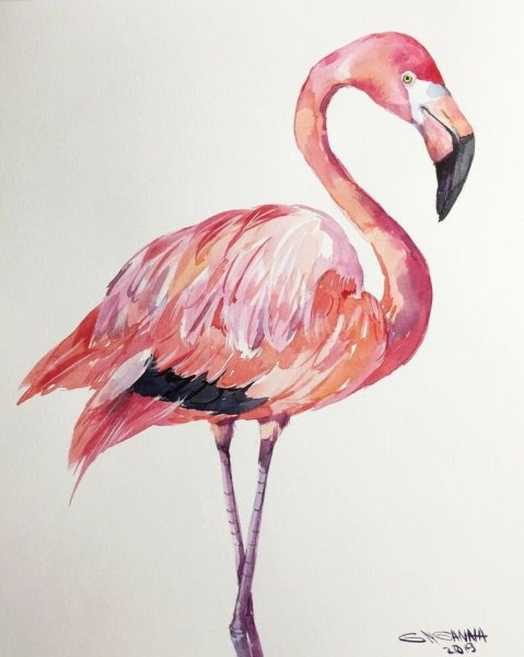 Фламинго картинки