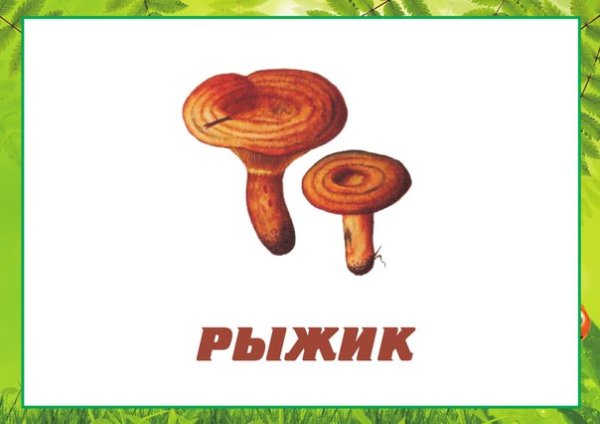 Карточки грибы