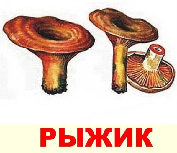 Гриб Рыжик дошкольникам