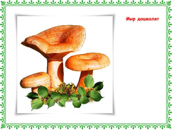 Гриб Рыжик для детей