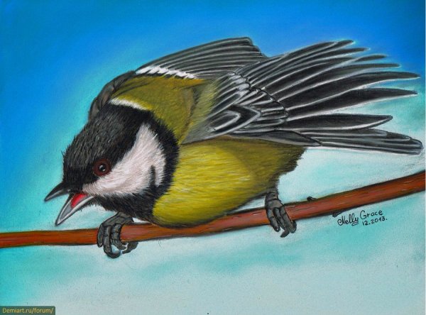 Нарисовать синицу