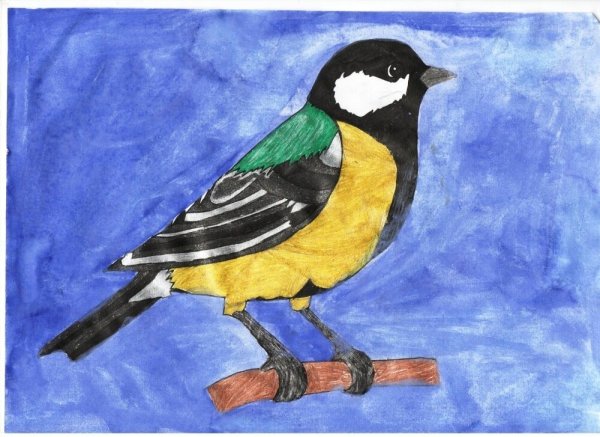 Рисование птицы синицы