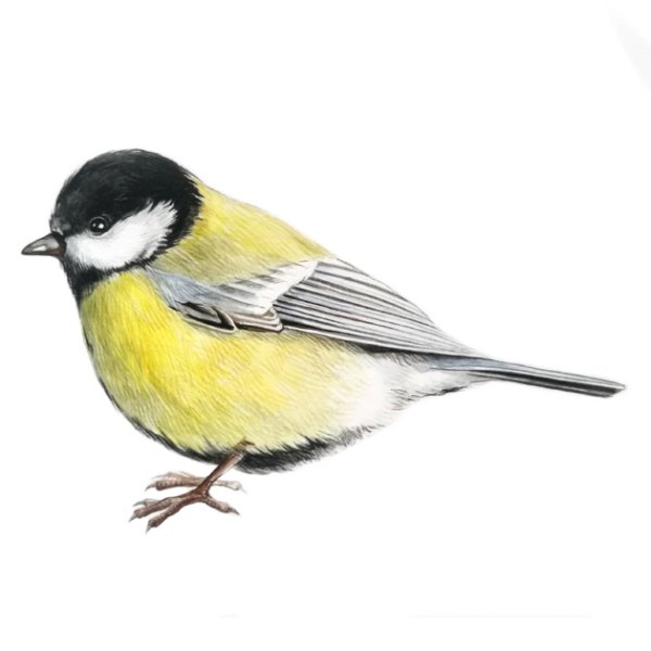 Синица птица для детей