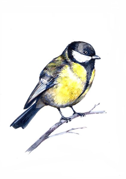 Синичка для детей