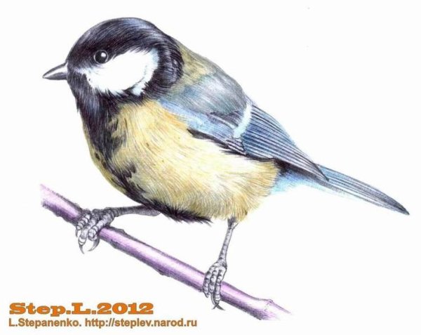 Синичка для дошкольников