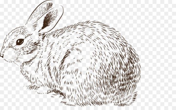 Кролик вектор