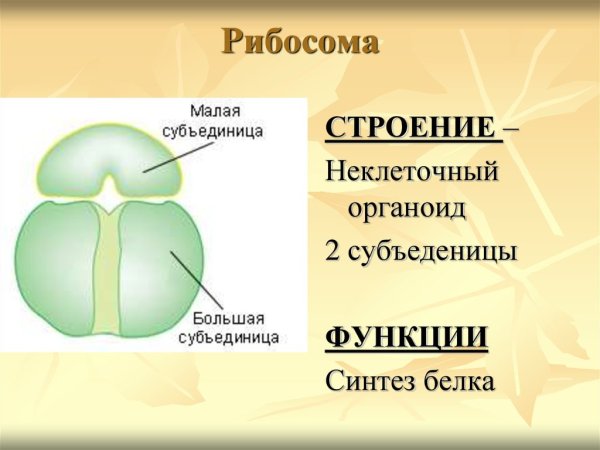 Строение рибосомы