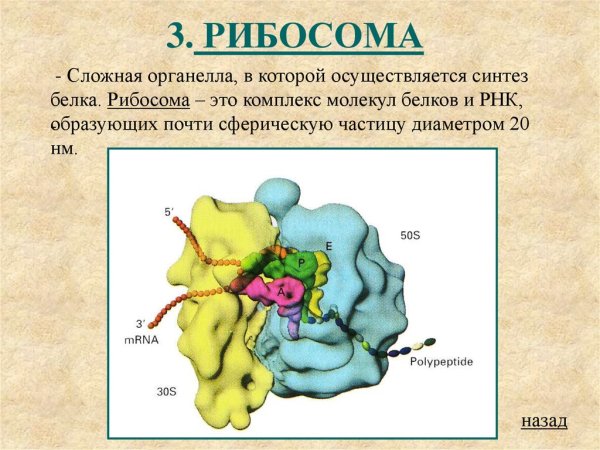 Строение рибосомы в клетке человека