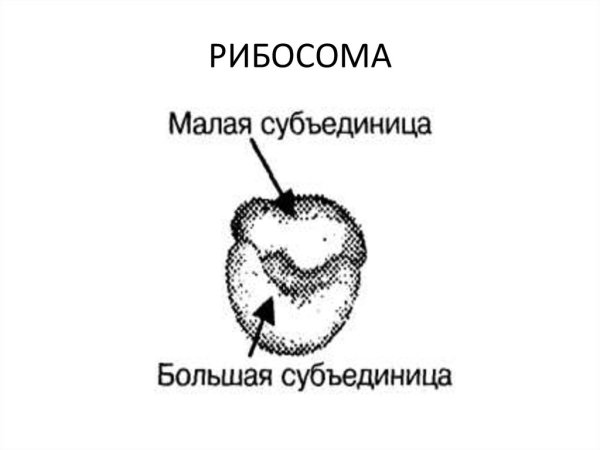 Рибосома малая и большая субъединица