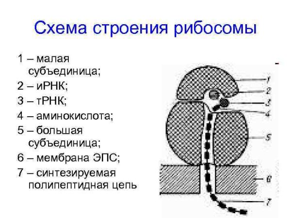 Схема строения рибосомы