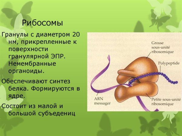 Строение рибосомы