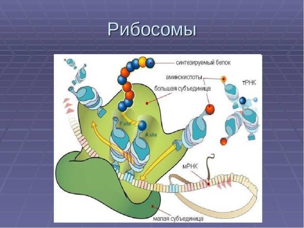 Строение эукариотической рибосомы