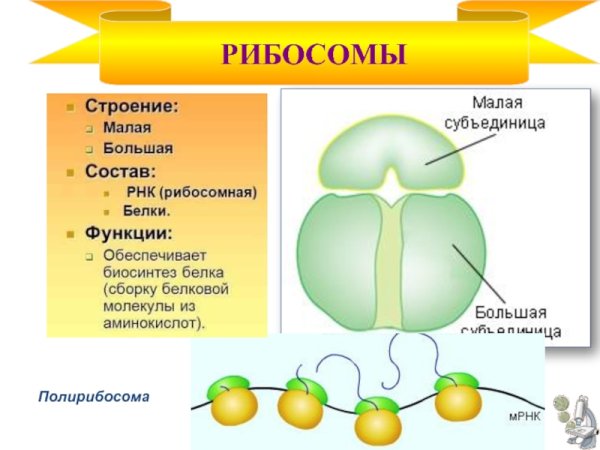 Рибосомы строение и функции рисунок