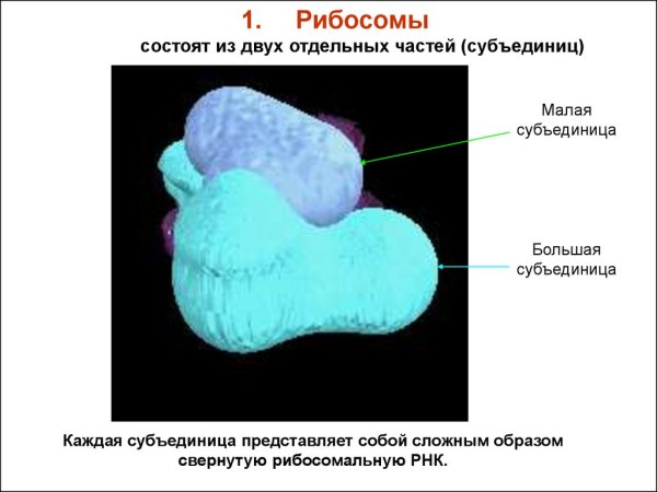 2 Субъединицы рибосомы