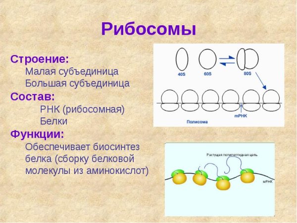 Строение рибосомы растительной клетки