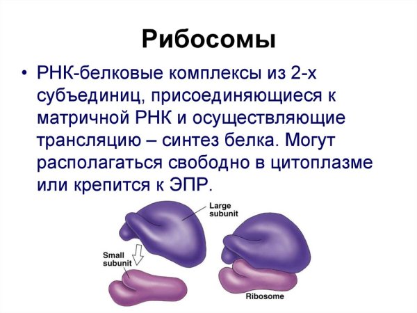 Структура клетки рибосома