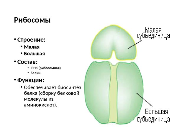 Рибосомы схематический рисунок