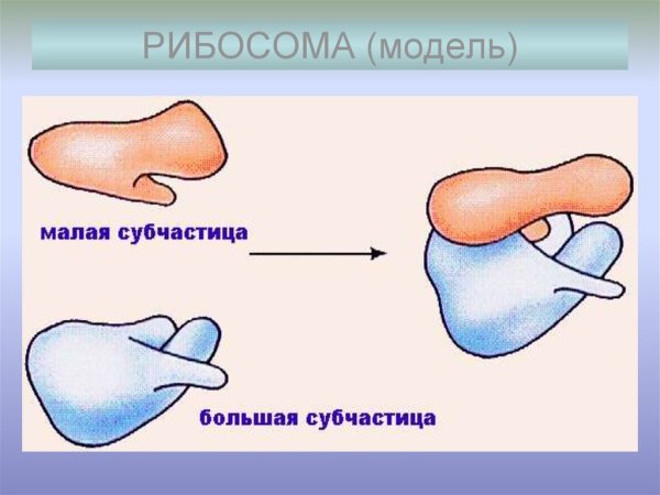 Рибосомы это в биологии