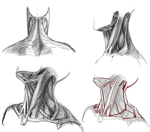 Анатомия Баммес мышцы шеи