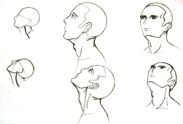 Голова и шея рисунок