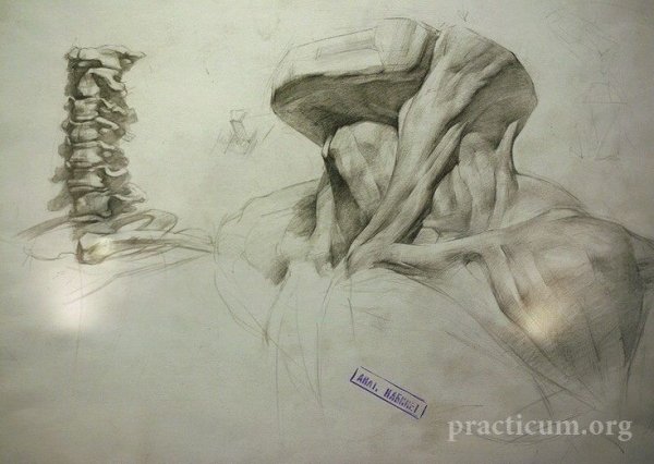 Мышцы шеи пластическая анатомия Баммес