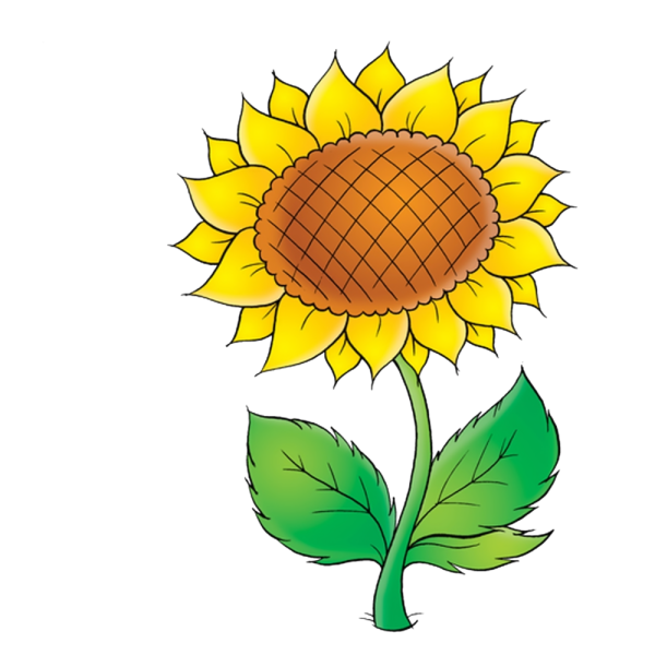 Нарисовать подсолнух