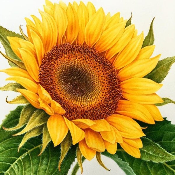 Феникс Райт Подсолнухи