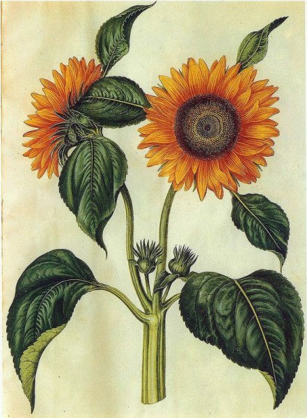 Подсолнух Сложноцветные