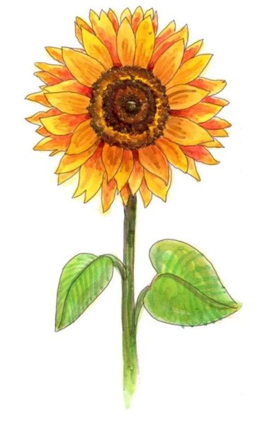 Подсолнухи рисунки для срисовки