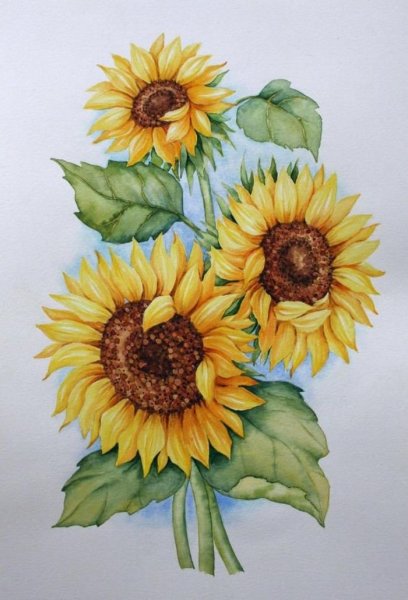 Илиотропион подсолнух